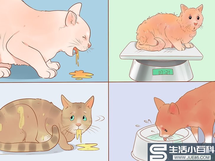 3种方法来判断一只猫是否生病