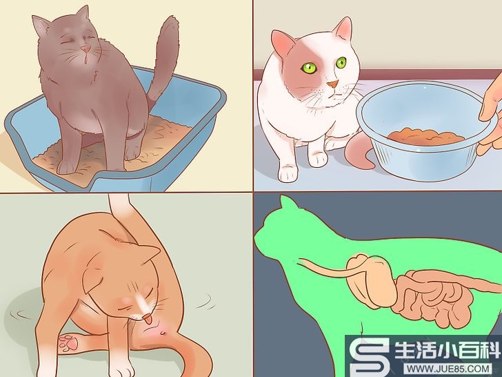 3种方法来判断一只猫是否生病