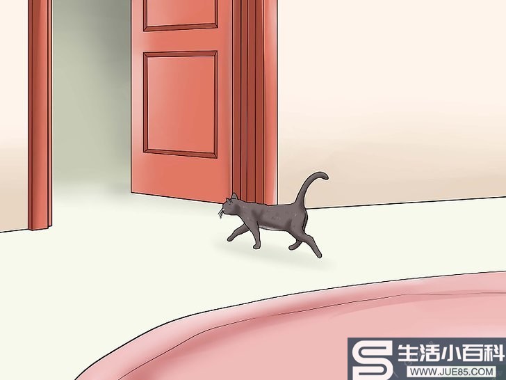 如何检查猫咪身上有没有跳蚤