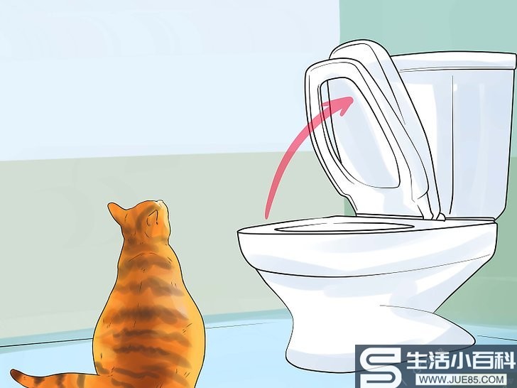 如何教会猫咪使用马桶: 11 步骤