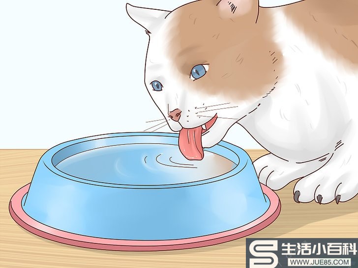 如何给猫退烧: 12 步骤