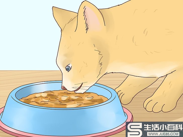 如何给猫退烧: 12 步骤