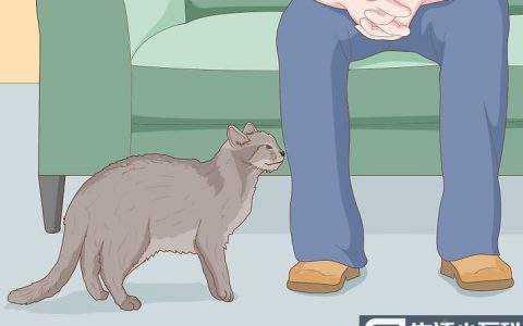 教你掌握撸猫的正确姿势: 15 步骤