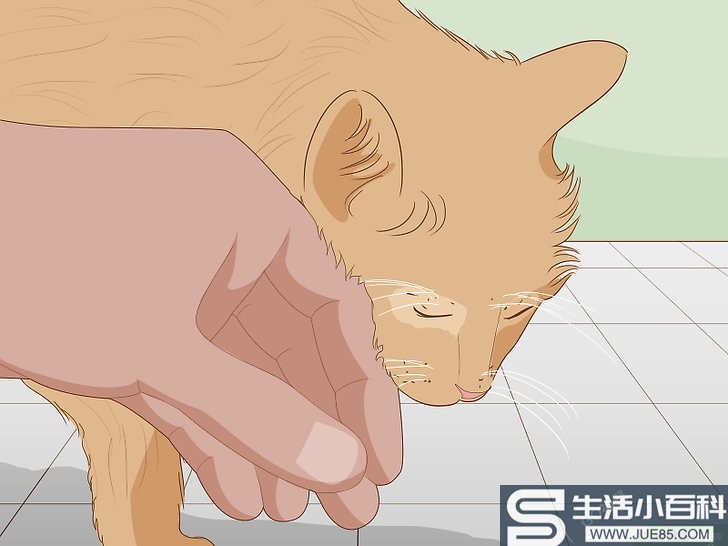 如何撸猫: 15 步骤（包含图片）