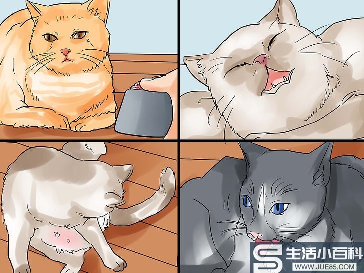 3种方法来给猫接生