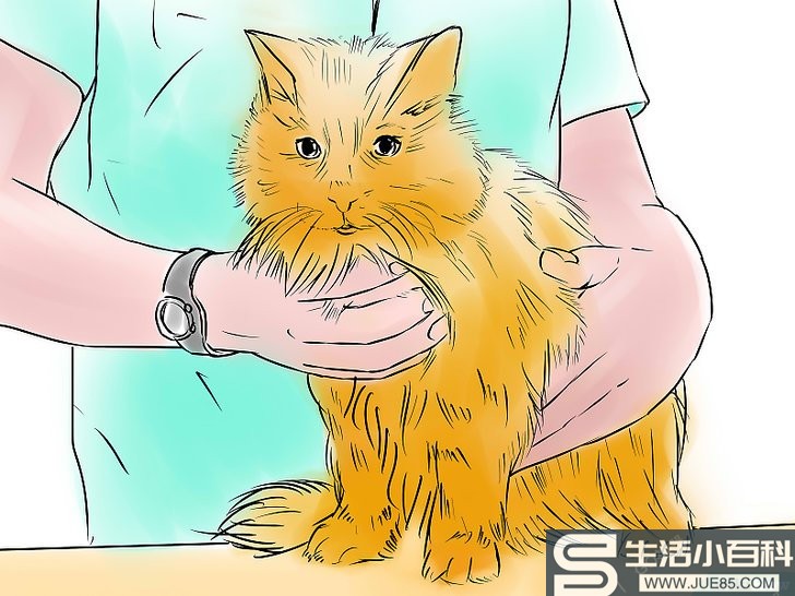 如何给猫咪用药: 9 步骤
