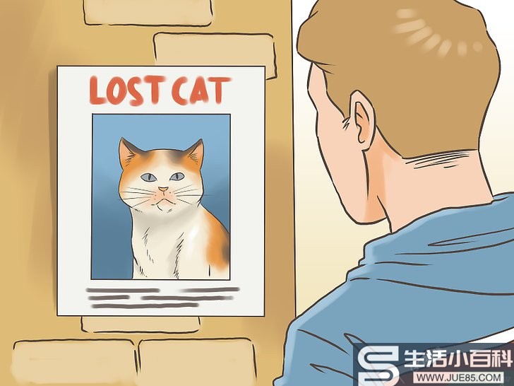 如何找回走失的猫