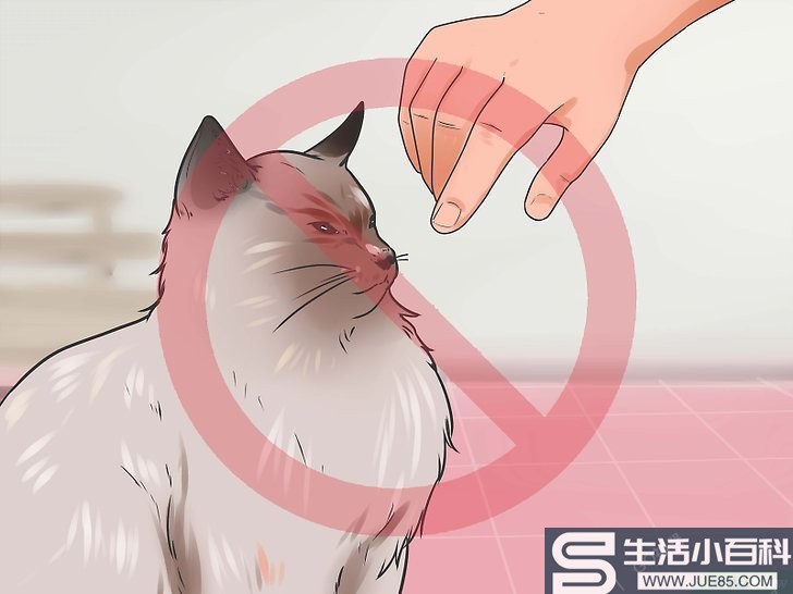 如何阻止猫随便抓咬（包含图片）
