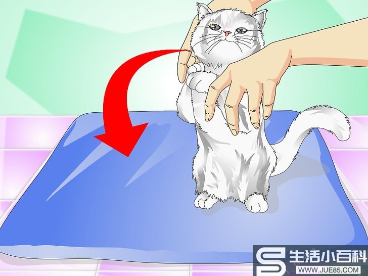 如何给猫咪喂食液体药剂