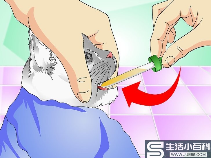 如何给猫咪喂食液体药剂
