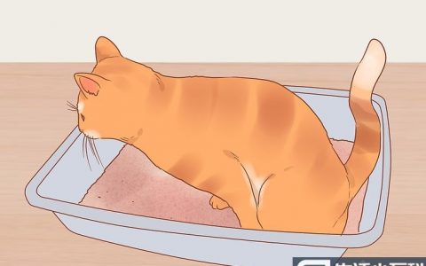 怎么帮猫减压?