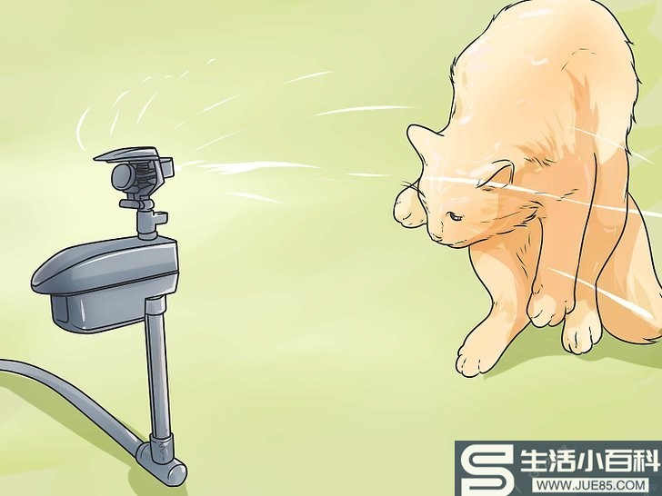 3种方法来阻止猫咪在后院大小便