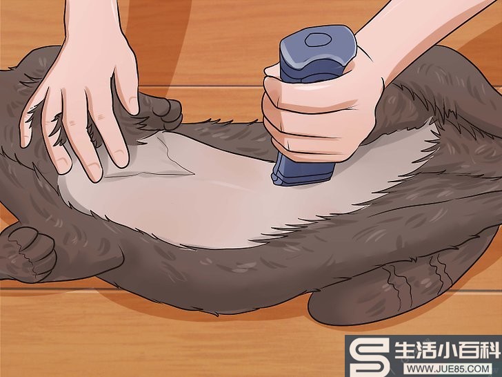 如何给猫剃毛