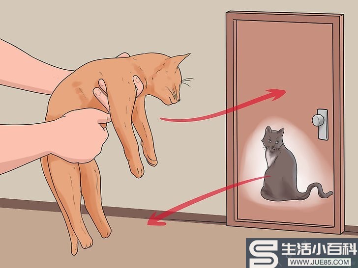 3种方法来帮助老猫咪接纳新猫咪