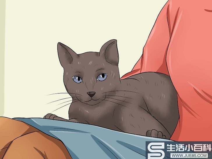 如何阻止猫咪在前廊撒尿