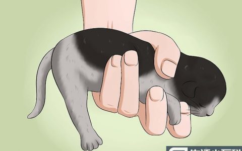 如何帮助小猫排便