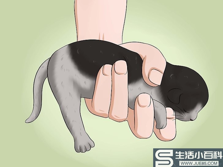 如何帮助小猫排便: 9 步骤