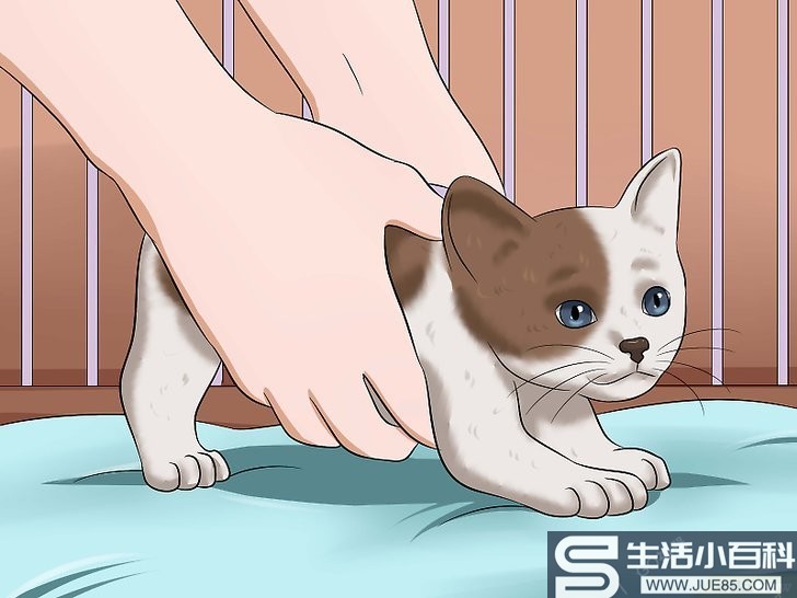 如何帮助小猫排便: 9 步骤