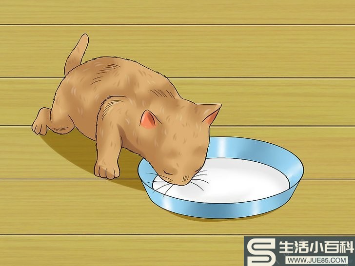 如何给幼猫断奶: 8 步骤