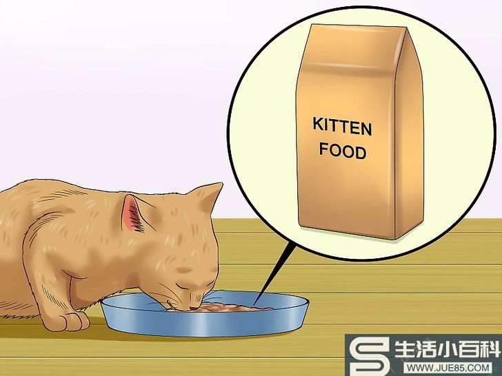 如何给幼猫断奶: 8 步骤