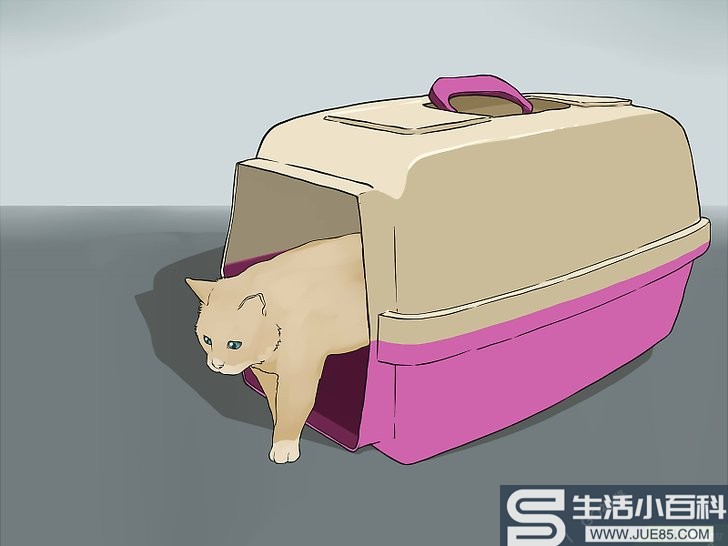 如何带猫一起旅行: 14 步骤