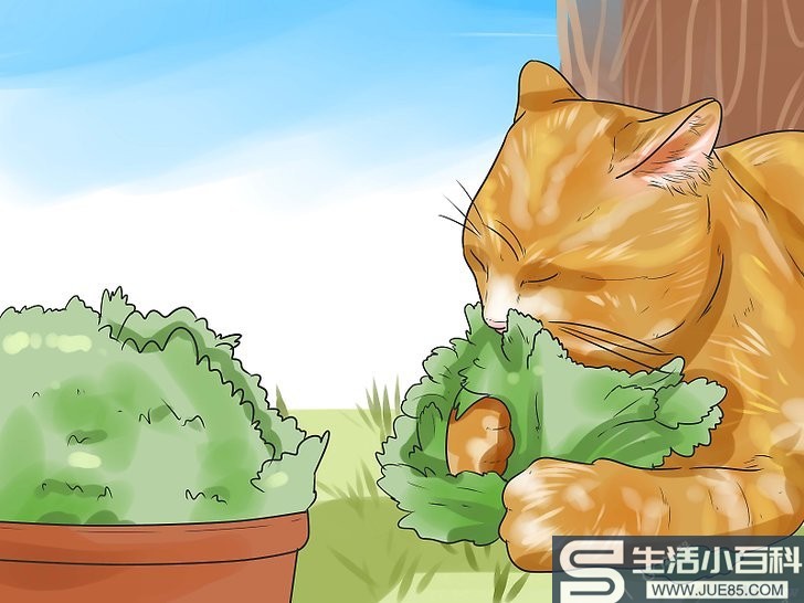 3种方法来防止猫咪在花园里大便