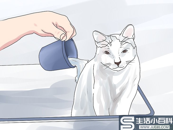 如何给小猫洗澡（包含图片）