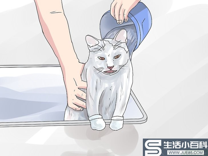 如何给小猫洗澡（包含图片）
