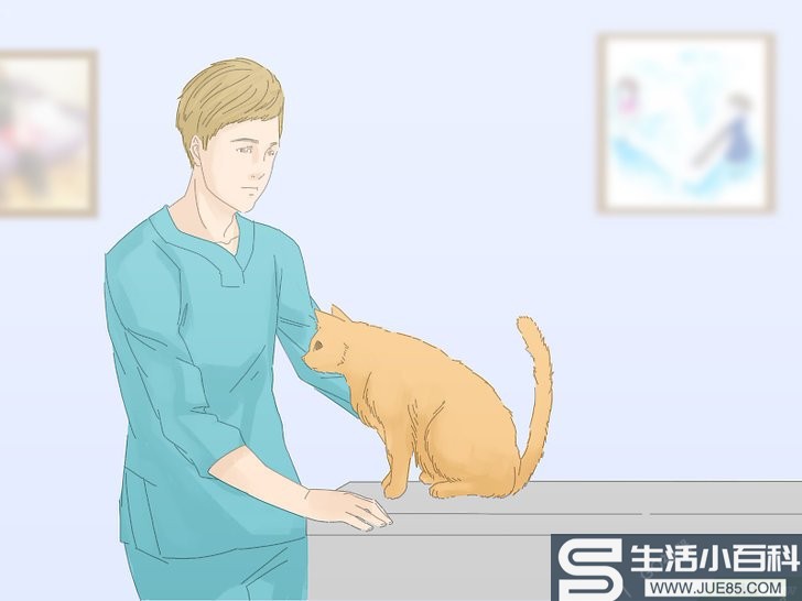 3种方法来防止猫咪在地毯上撒尿