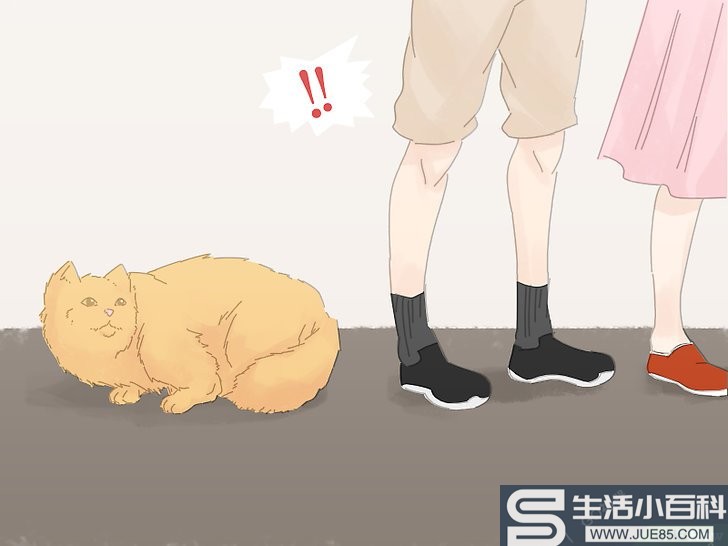 3种方法来防止猫咪在地毯上撒尿