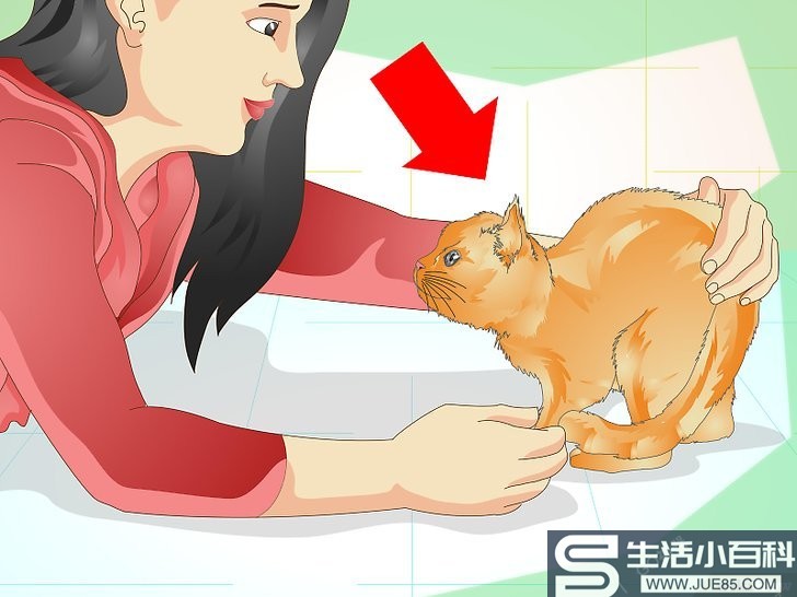 如何防止猫咪乱撒尿: 12 步骤