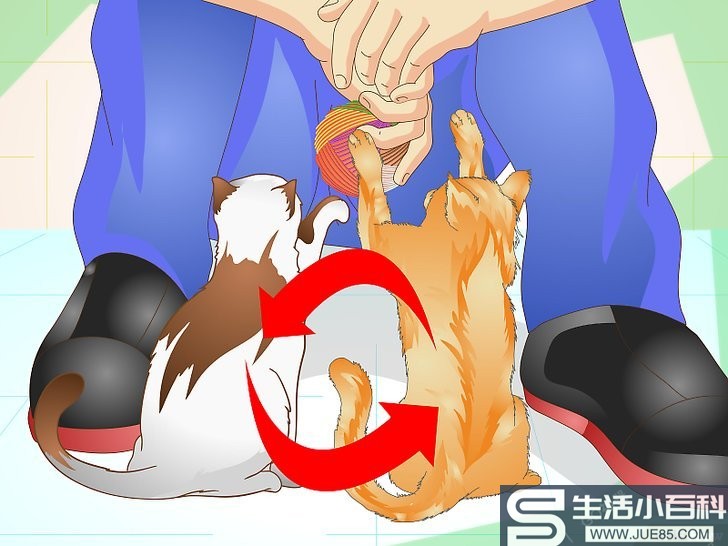如何防止猫咪乱撒尿: 12 步骤