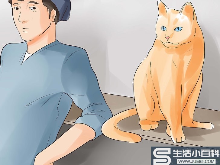 如何知道你的猫是不是要死了