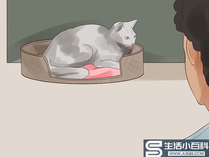 如何知道你的猫是不是要死了