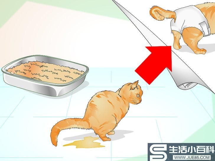 如何安慰一只垂死的猫: 13 步骤