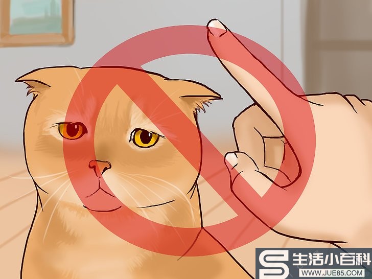 5种方法来处理猫抓伤