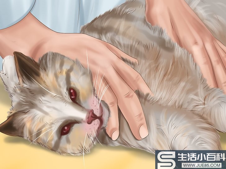 如何辨别猫咪身上的蠕虫: 14 步骤