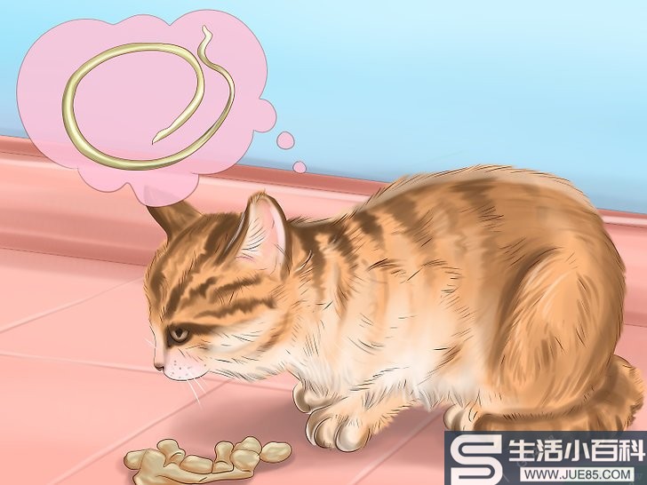 如何辨别猫咪身上的蠕虫: 14 步骤