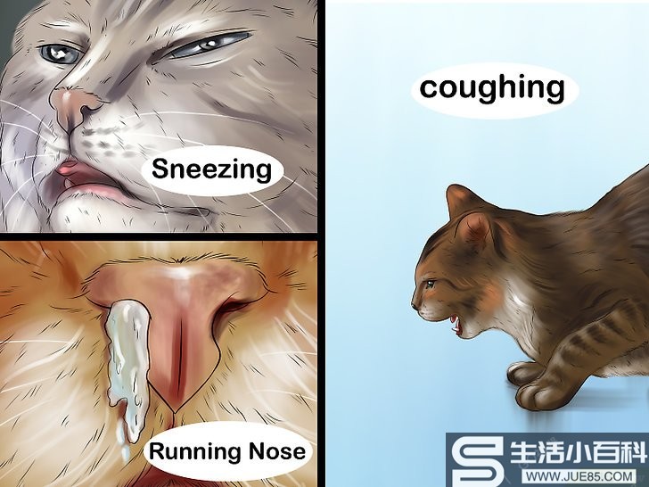 3种方法来照顾感冒的猫咪