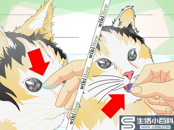 如何处理猫咪的眼部感染: 9 步骤