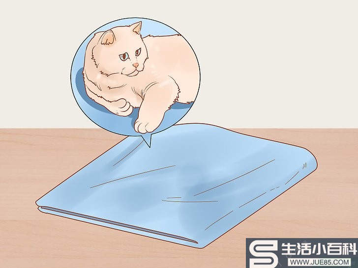 4种方法来照顾幼猫