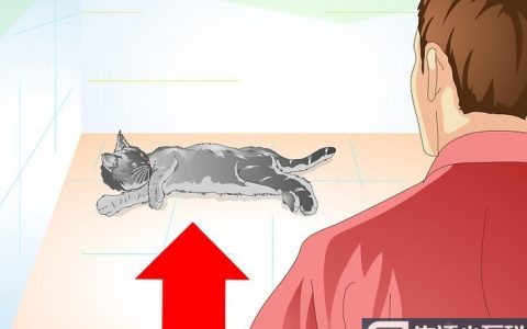 如何照顾做完绝育手术的猫