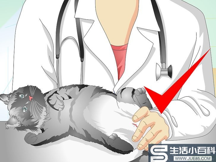 如何照顾做完绝育手术的猫