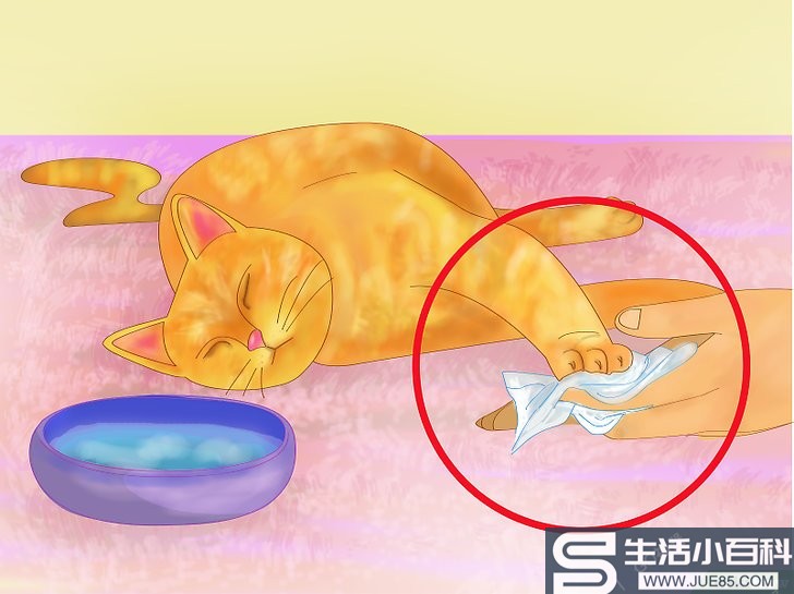3种方法来在炎炎夏日给猫咪解暑降温