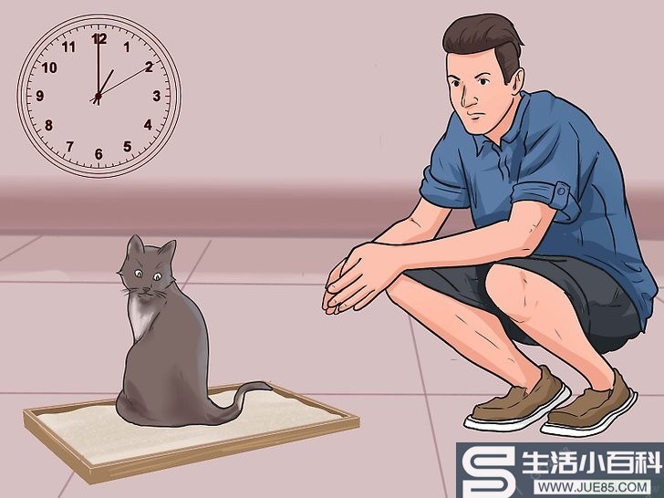 如何训练猫咪使用猫砂盆（包含图片）
