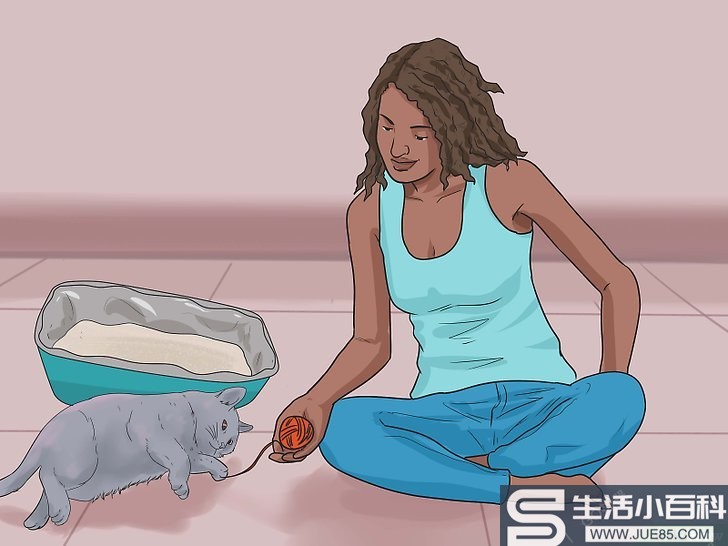 如何训练猫咪使用猫砂盆（包含图片）