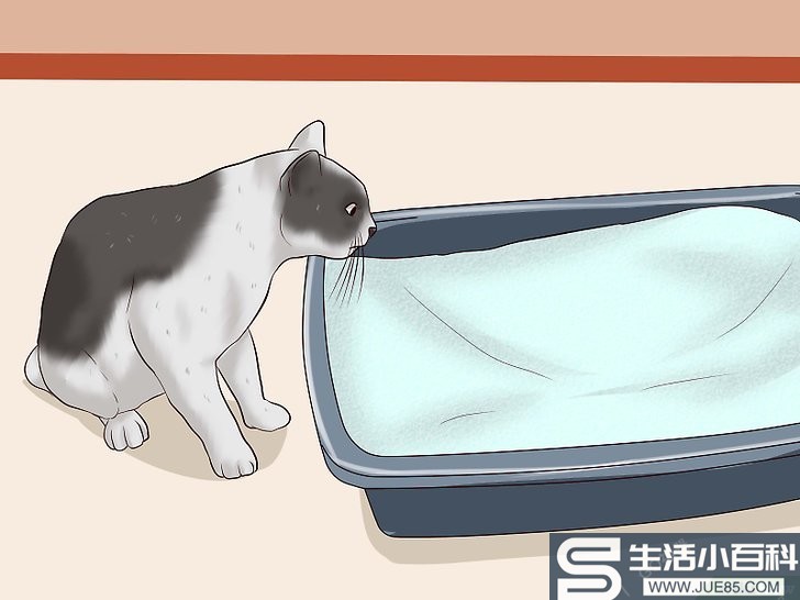如何去除猫尿味