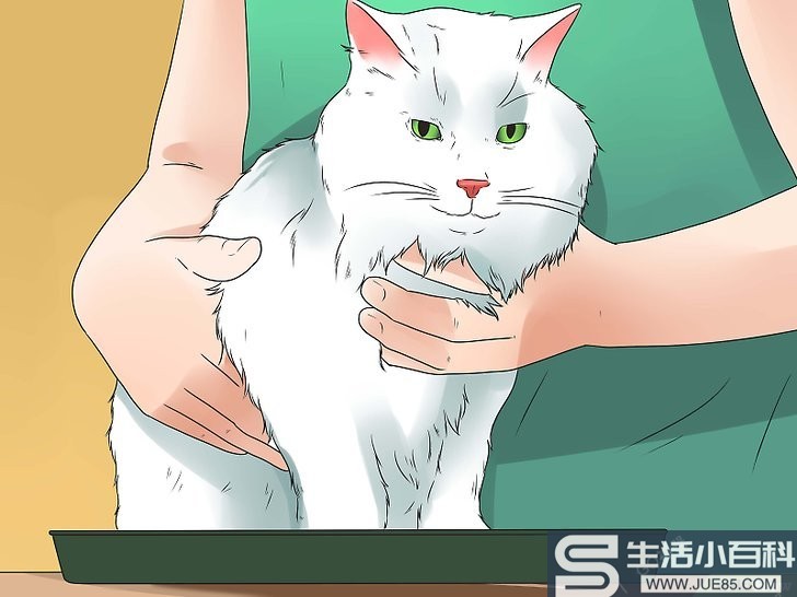 3种方法来训练猫咪