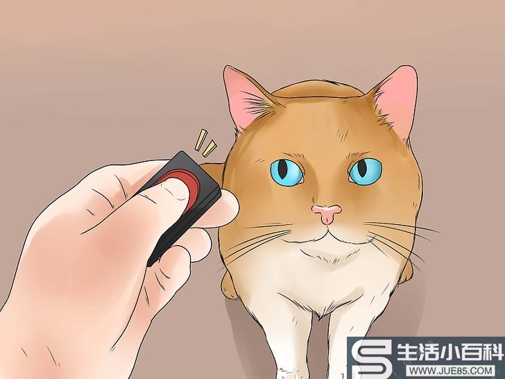 3种方法来训练猫咪