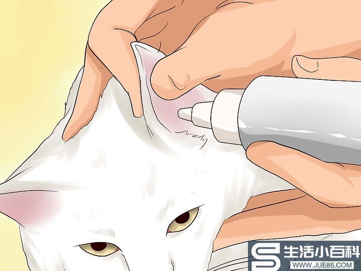 如何清理猫咪的耳螨